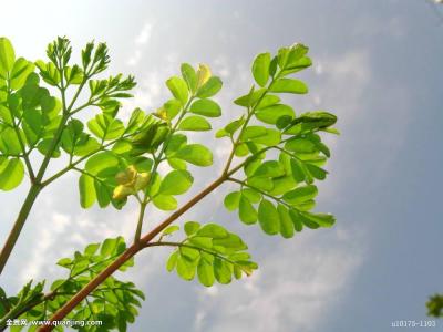 ECMO졢5GӦáҹͶЩҵ