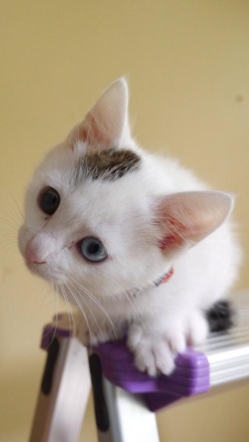 ȫȷ79232555 ֱ¹ڲȾߡ